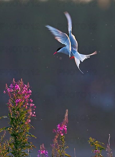 Arctic terns