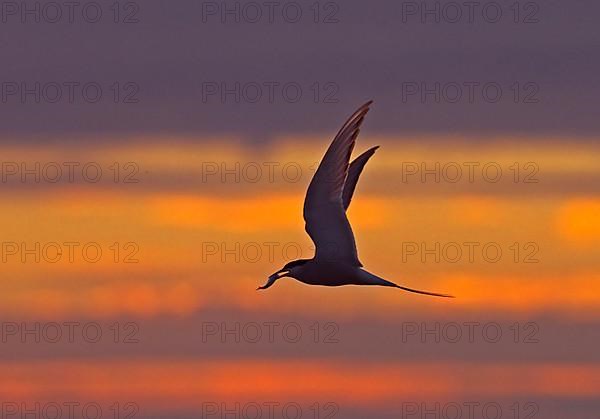 Arctic terns