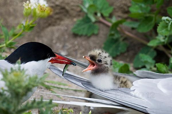 Arctic terns