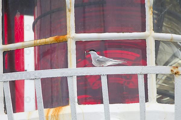 Arctic Tern