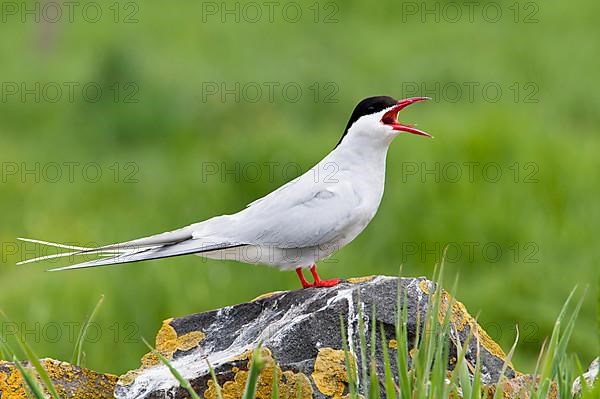 Arctic terns