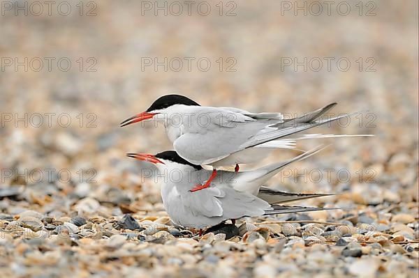 Arctic Tern