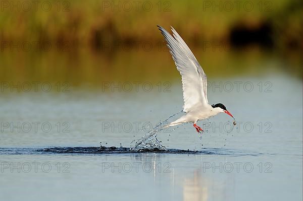 Arctic Tern