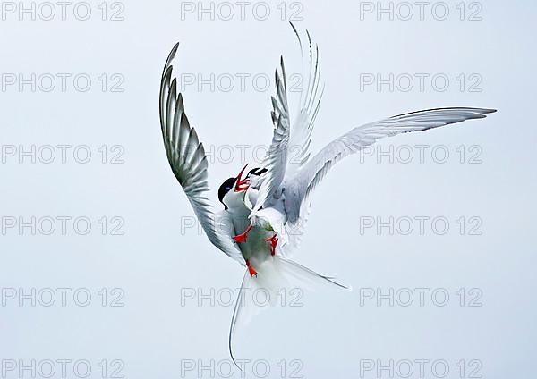 Arctic terns