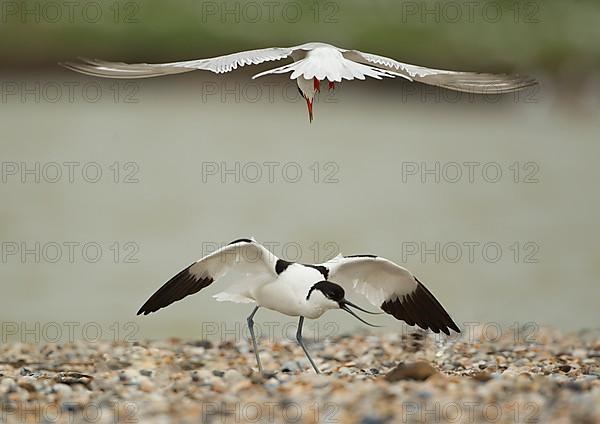 Arctic terns