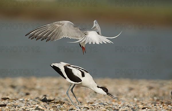 Arctic terns