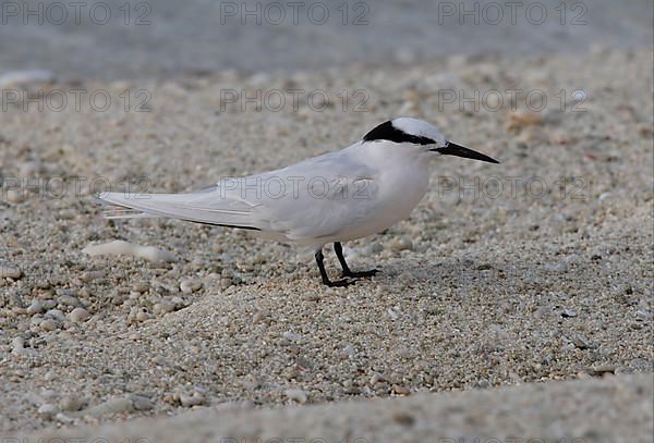 Black-naped Tern