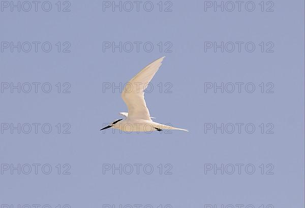 Black-naped Tern