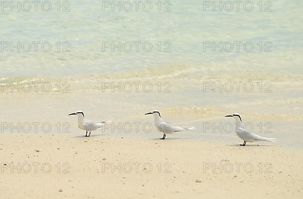 Black-naped Tern