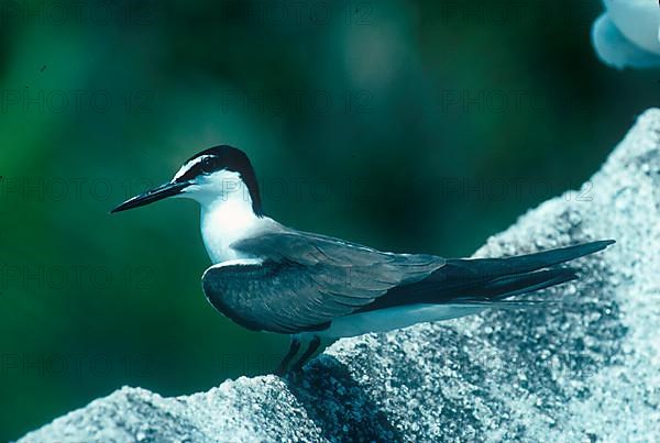 Bridled Tern