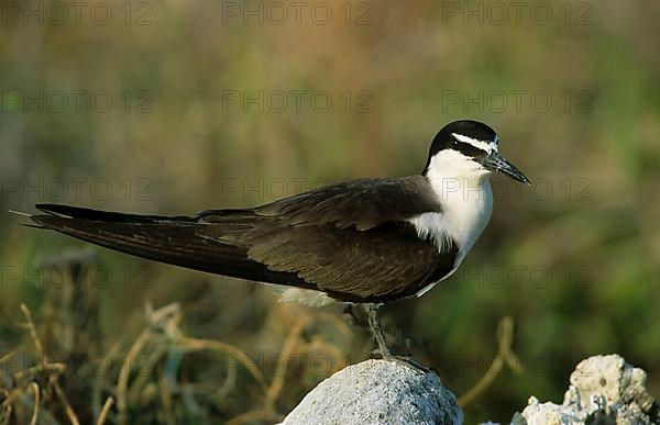 Bridled Tern