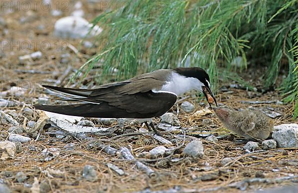 Bridled Tern