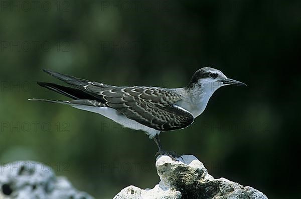 Bridled Tern