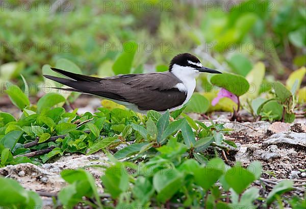 Bridled Tern