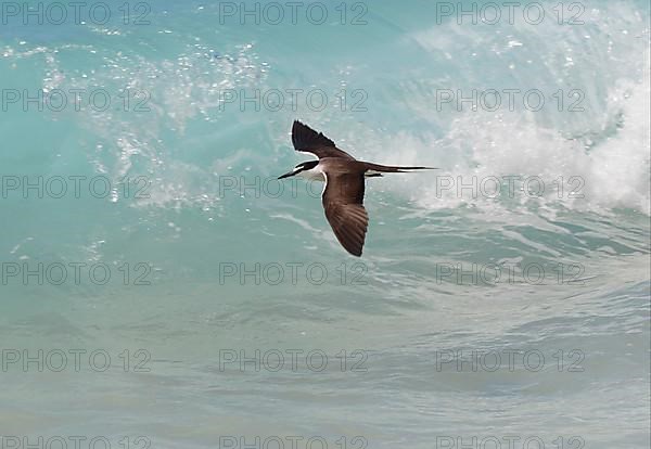 Bridled Tern