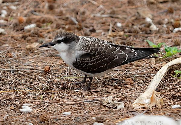 Bridled Tern