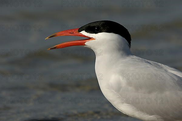 Caspian terns