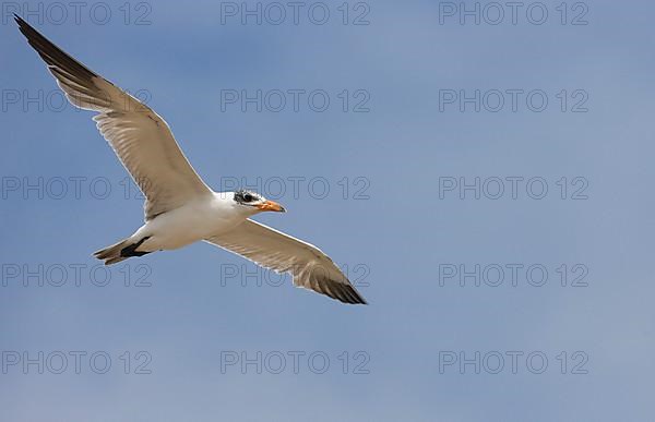 Caspian terns