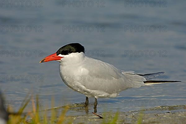 Caspian terns