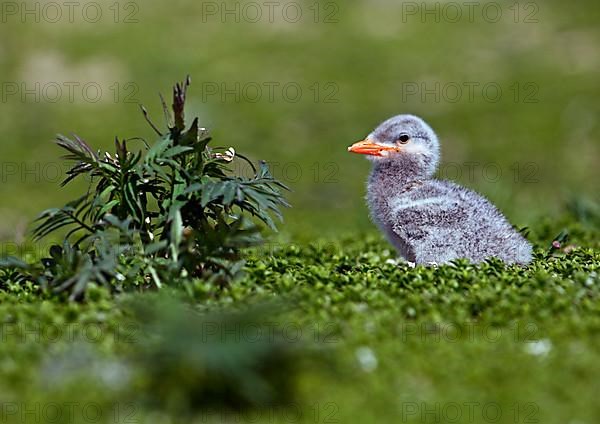 Caspian tern