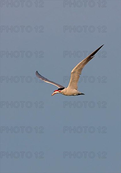 Caspian Tern