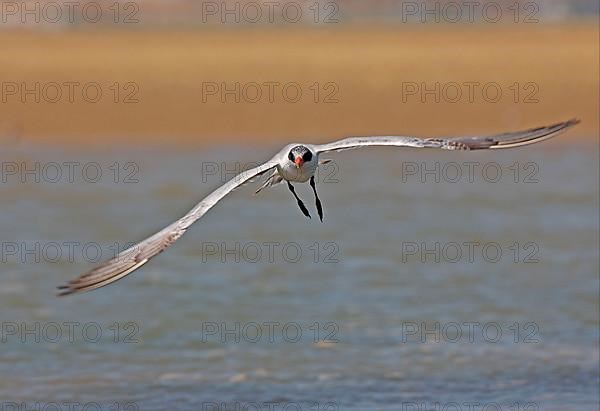 Caspian Tern