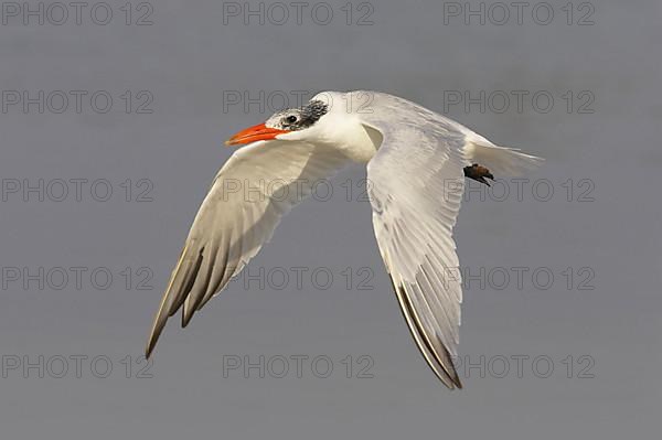 Caspian Tern