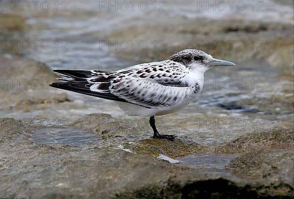 Crested Tern