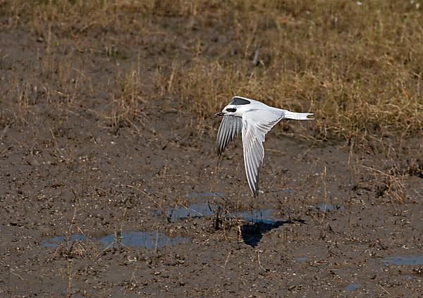 Adult gull tern