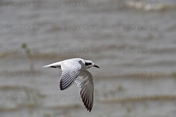 Adult gull tern