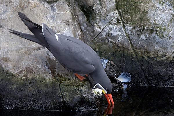 Inca Tern