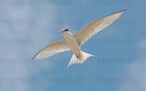 American Little Tern