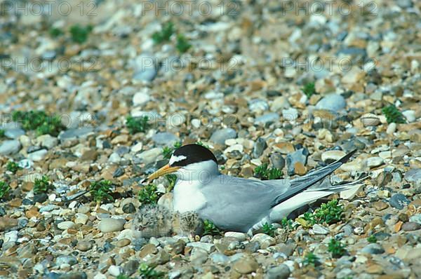 Little Tern