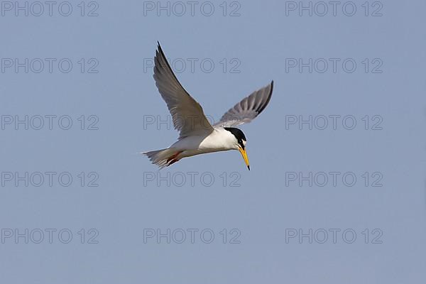 Little Tern