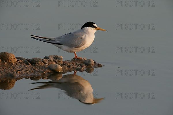 Little Tern