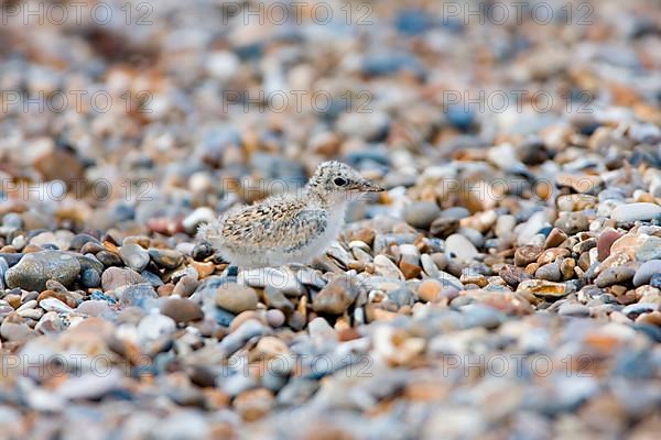 Little terns