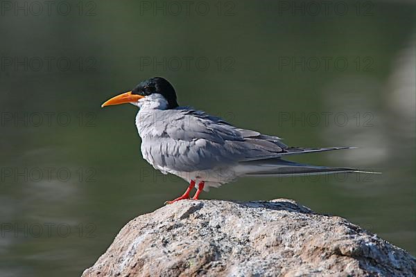 River Tern