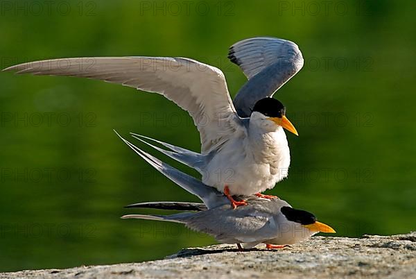 River tern