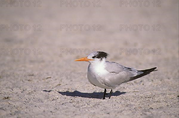 Royal Tern