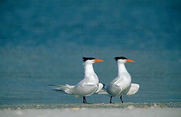 Royal Tern