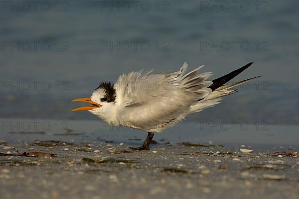 Royal Tern