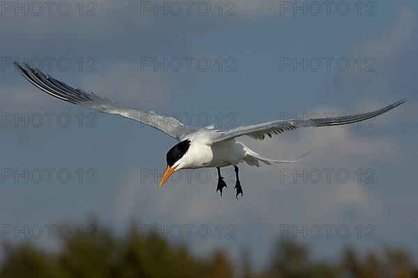 Royal Tern