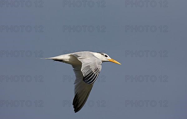 Royal Tern