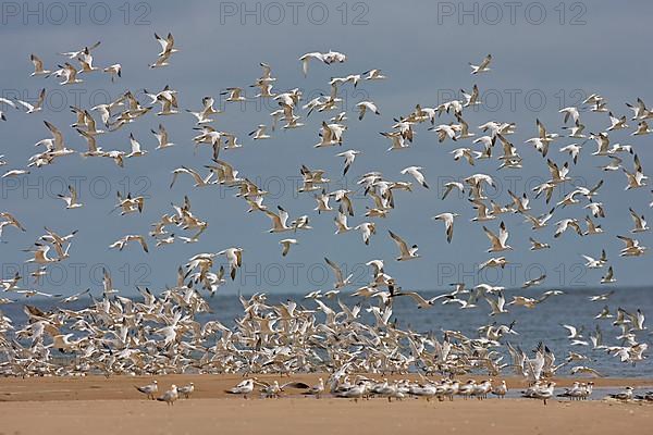 Royal Tern