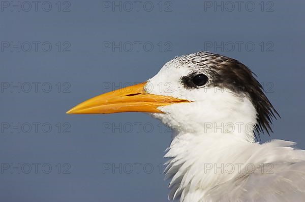 Royal Tern