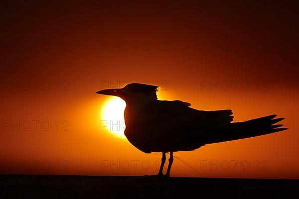 Royal Tern