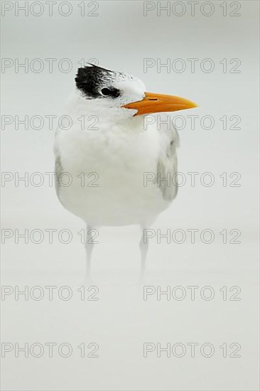 Royal Tern