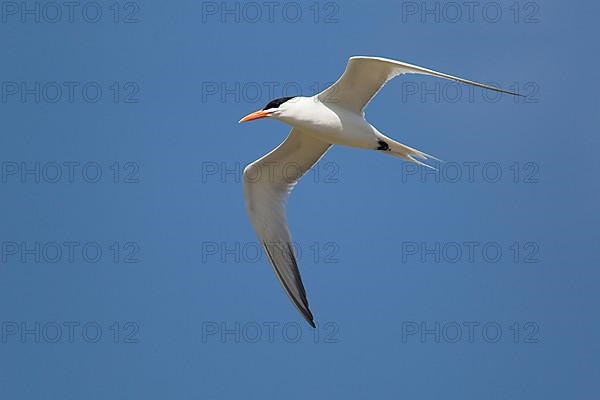 Royal Tern