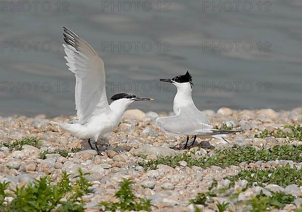 Sandwich terns