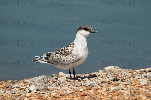 Sandwich tern